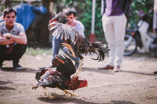 peleas de gallo en guanta